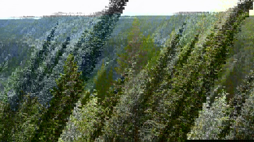 Utsikt över dalgång med träd i förgrunden.